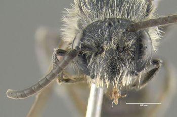 Media type: image;   Entomology 609527 Aspect: head frontal view